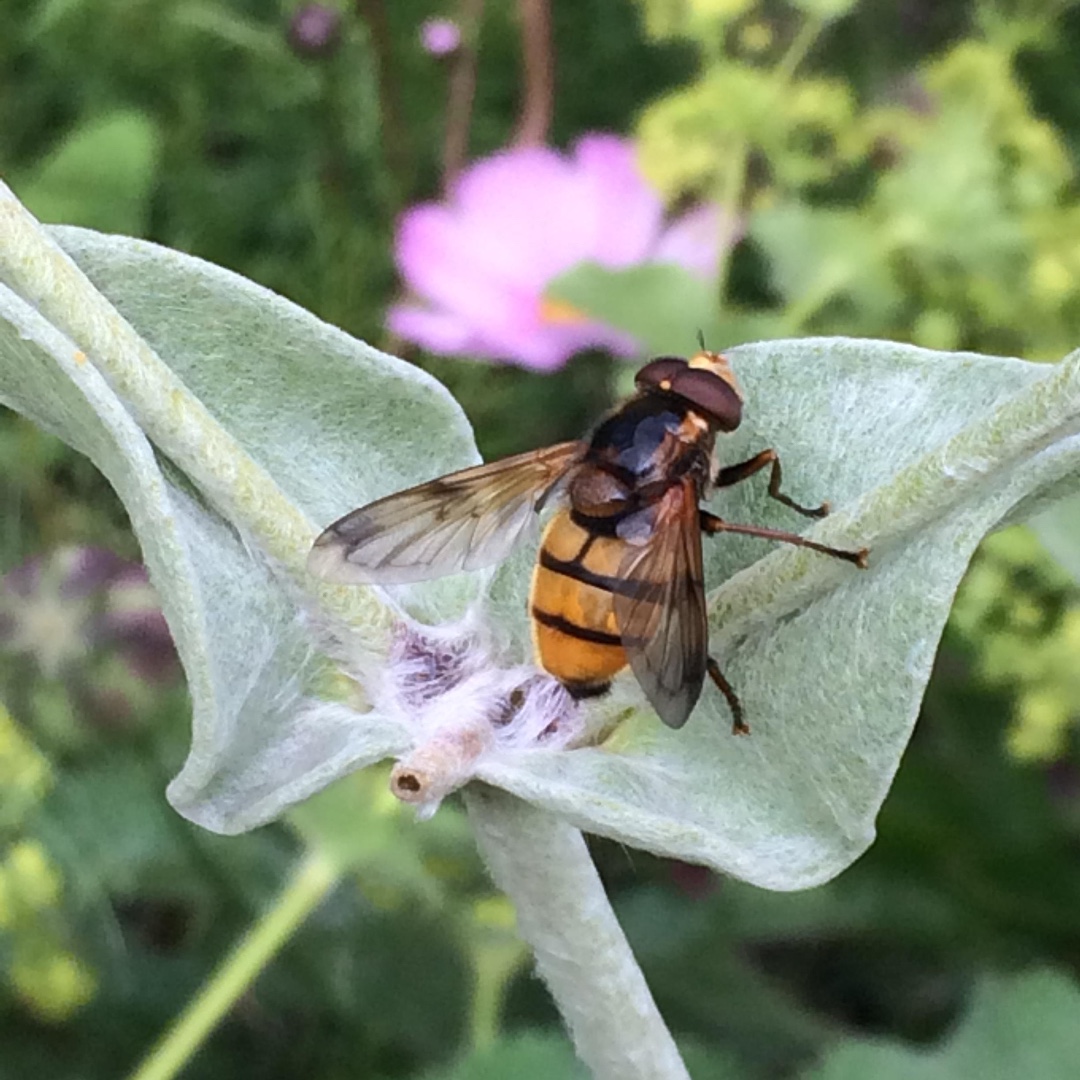 Hoverflies are masters of disguise. Some have adapted to look like bees with fat fluffy bodies, many look like wasps; this is largely to put off predators. 🐝 #insectsmatter