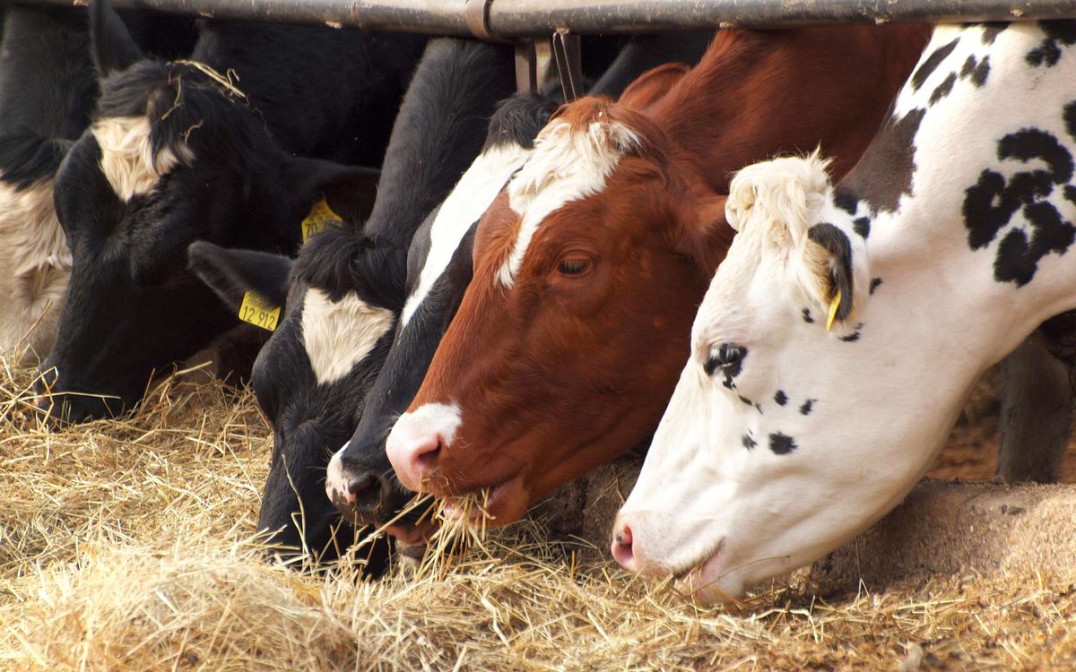 🥛🐄 #Grippe aviaire : des traces du virus H5N1 trouvées dans du #lait de vache pasteurisé

ow.ly/mhR150RnQsM