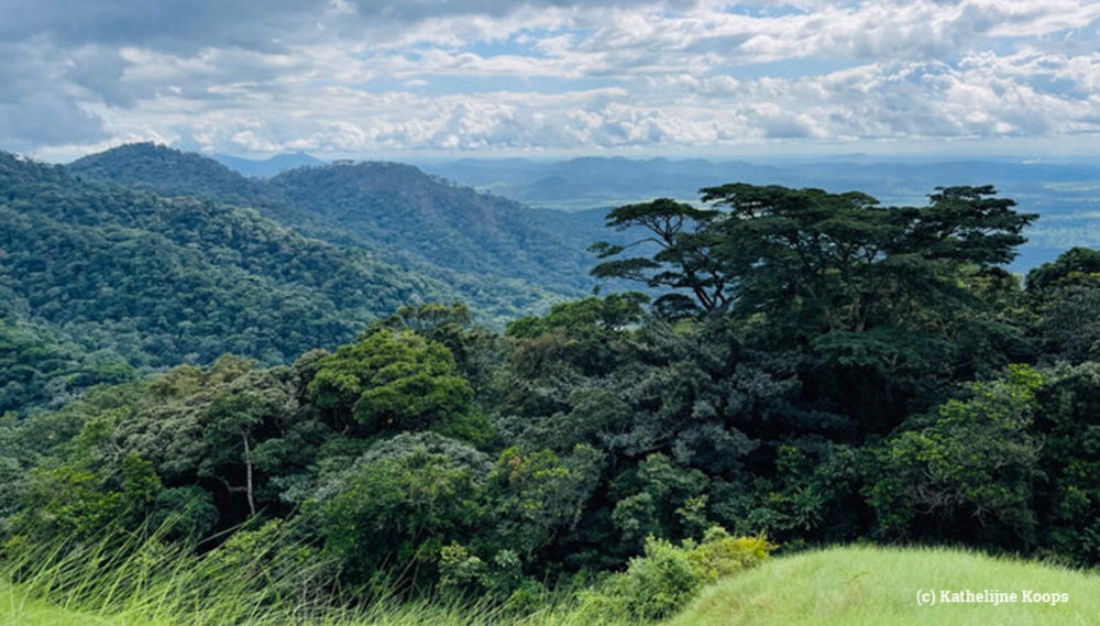 #Liberia: New president, Joseph Boakai, appoints a timber trader linked to #illegallogging to head the agency responsible for the country’s #forests

loom.ly/tBH0lS8

#deforestation