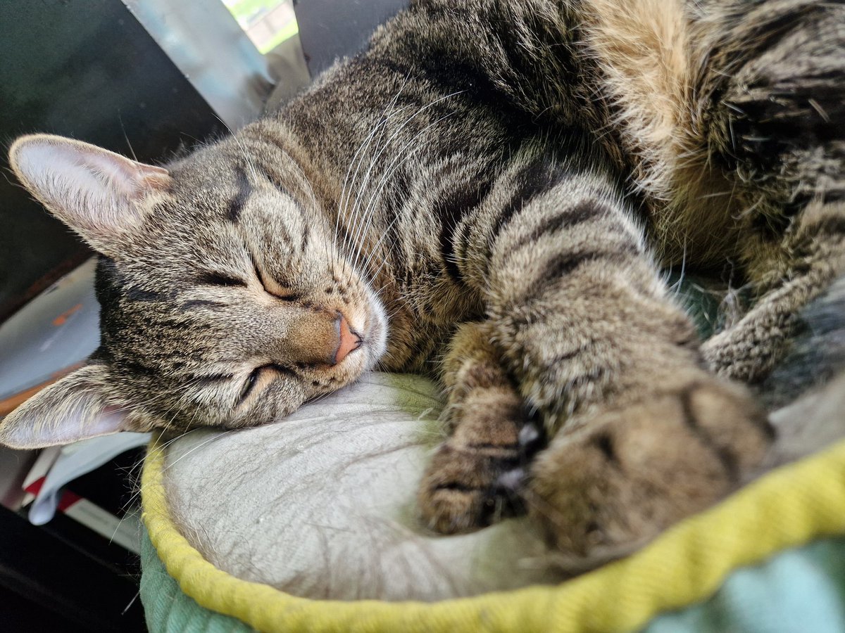 Gucky weiss den kalten Apriltag zu nutzen.

#Katzen #katzenbild