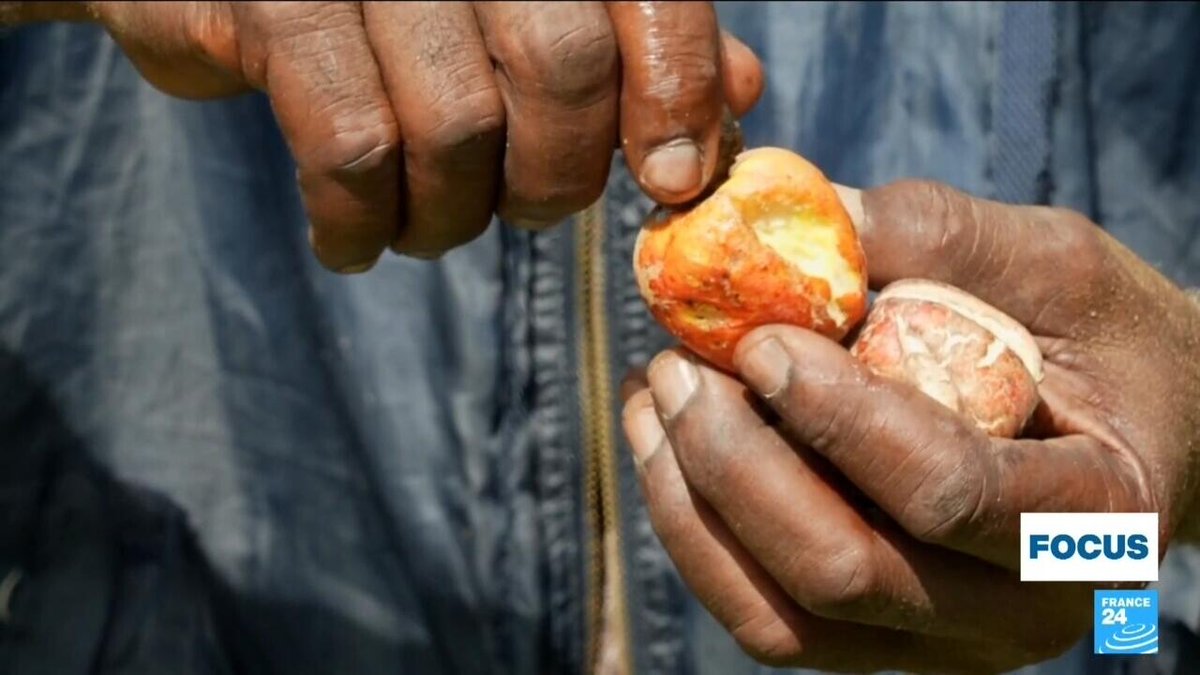 Focus - A tough nut to crack: The dark side of cashew nut production in Kenya ➡️ go.france24.com/0bt
