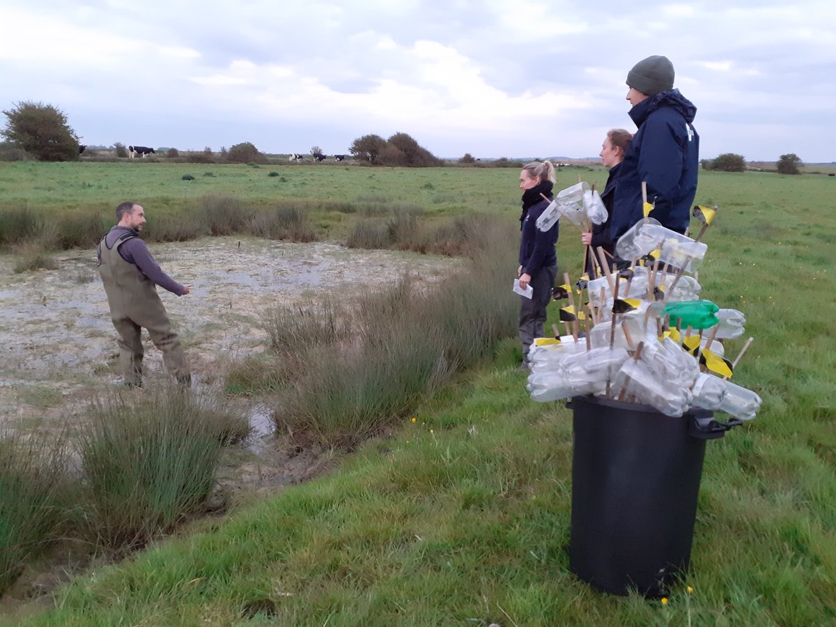 We've been doing newt surveys ahead of #SpeciesSurvivalFund restoration & improvements. We are evaluating pond quality and newt numbers before and after the works. Thanks to @kiergroup, WWT volunteers & staff for all your help. @DefraGovUK @HeritageFundUK #TogetherForOurPlanet