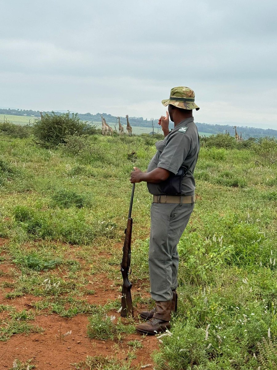 When a simple morning walk turns into a journey. #MorningWalk #KrugerActivities #AJourneyOfGiraffe #Giraffe