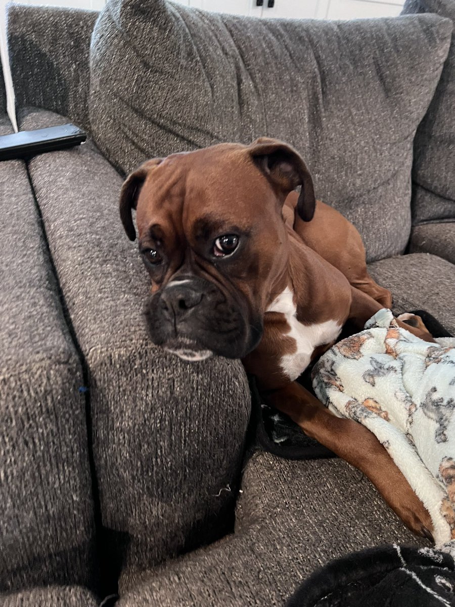 Luna girl getting ready to nap. 

#boxerpuppy #boxerdogs #boxerlife 
#boxerlovers #boxersrock #boxersoftwitter #boxerdogsoftwitter #dogsoftwitter #dogsofx