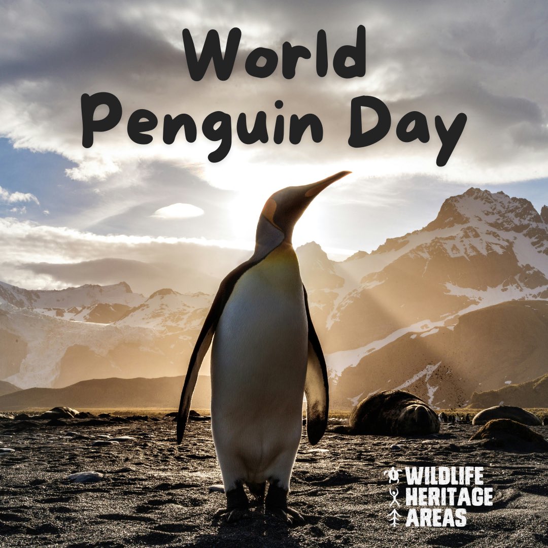 Today is #WorldPenguinDay 🐧 Over half of the 18 #Penguin species are listed as Vulnerable or Endangered. Main threats: habitat loss, pollution, disease, reduced food availability & climate change. Let’s celebrate these beautiful birds & the organisations protecting them.