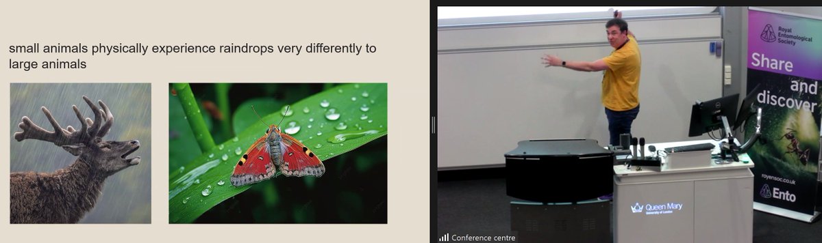 RoyEntSoc's tweet image. Concluding the first session is Sean Rands, @BristolUni, sharing a fascinating presentation on the behavioural responses of bumblebees to simulated rain.

#RESExtreme24