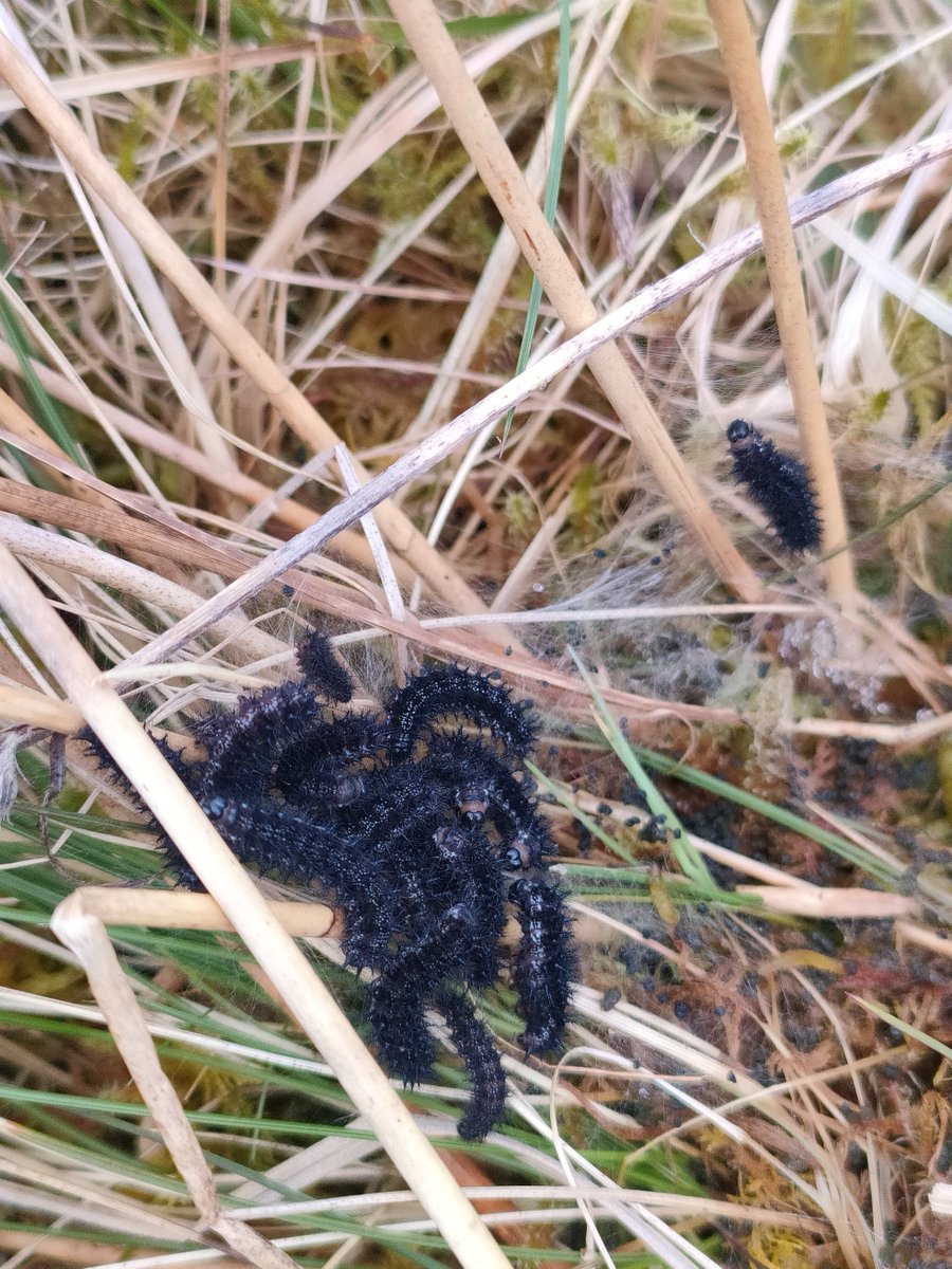 Whilst out preparing for wader surveys, Project Officer Lucy spotted one of our other species - the marsh fritillary! The caterpillars are taking full advantage of the recent sunshine before emerging as butterflies in June! 🦋 📸 Lucy Atkinson @RSPBScotland