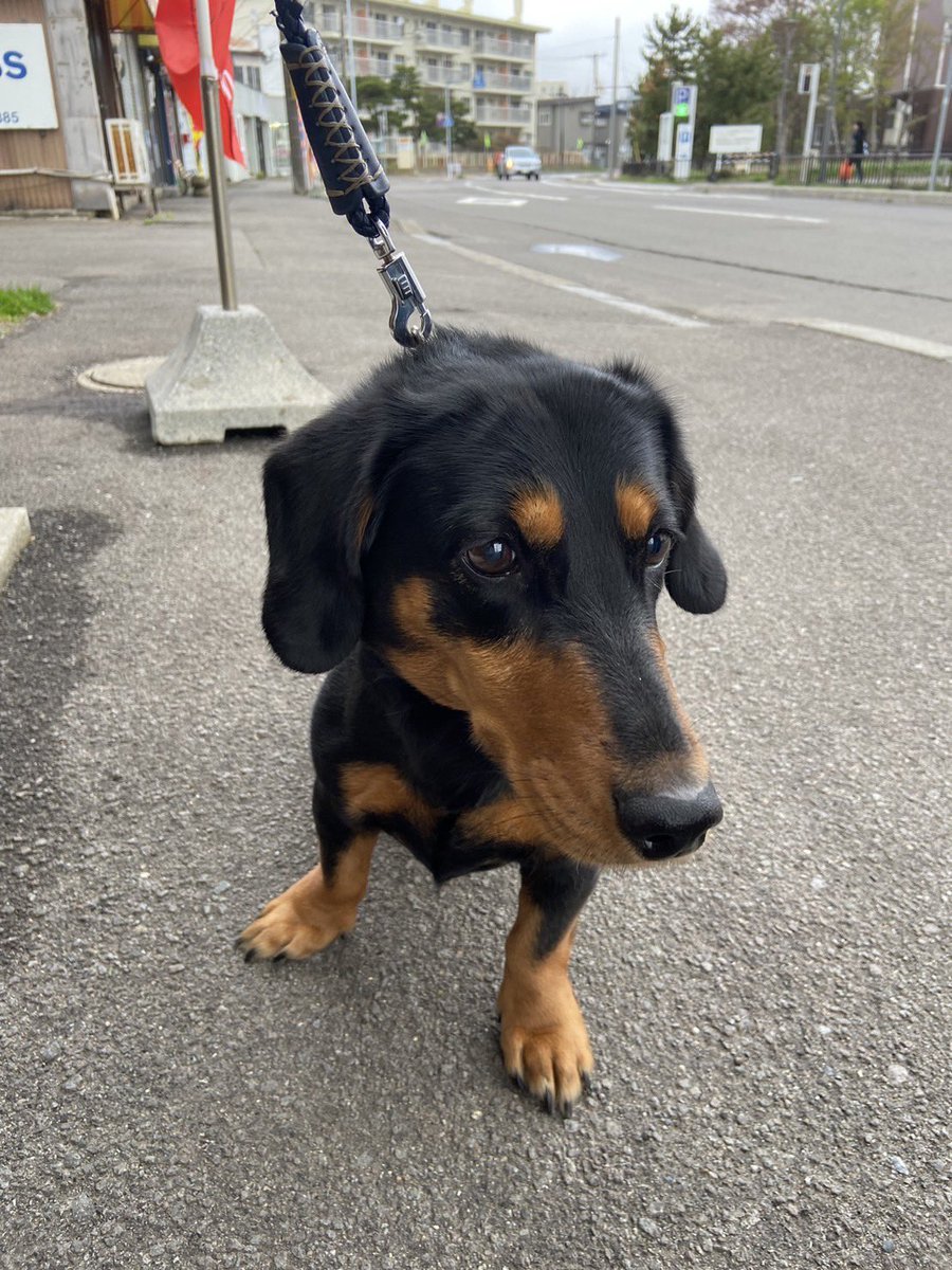 hakodate119's tweet photo. 【迷い犬情報🐕】

函館市高松町のアーチェリー場隣のドッグラン付近で迷い犬が保護されました。

《詳細》
首輪あり、腰が悪い様子
ダックス犬で肉付きが良く毛並みも綺麗

お心当たりの方は、深堀町のフラワーショップ花泰 様（電話0138-55-4187）で保護されていますのでご連絡をお願いいたします。 https://t.co/leigflkMlt