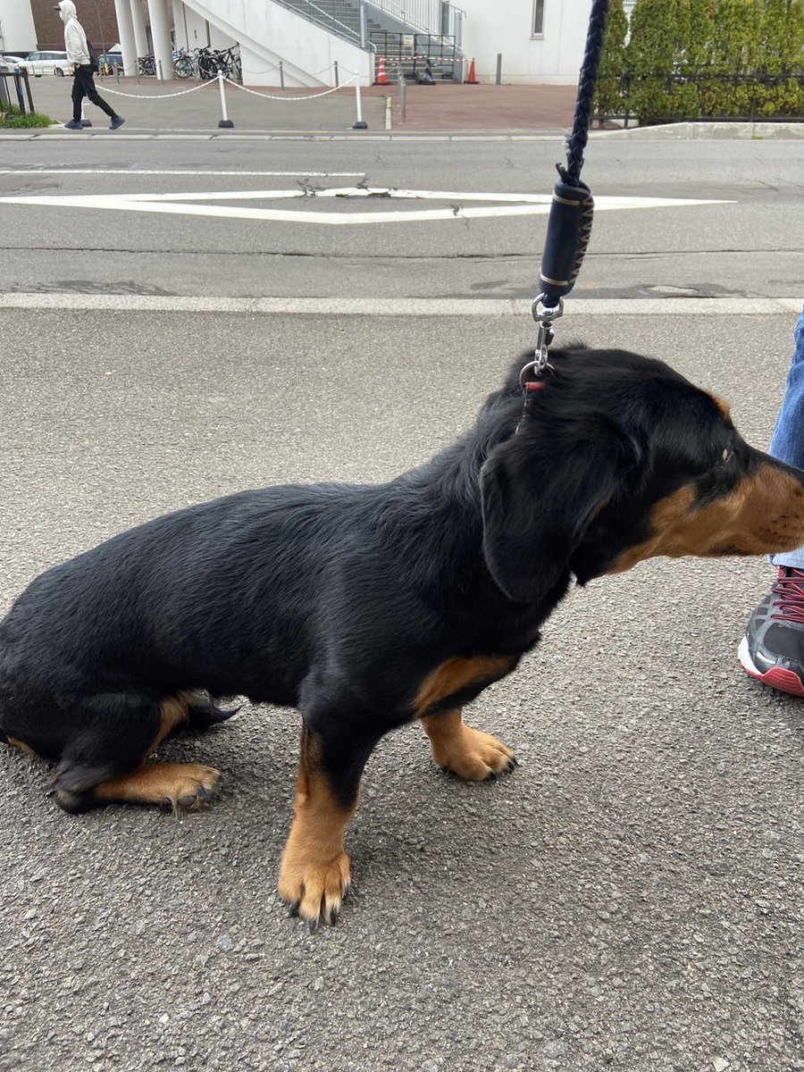hakodate119's tweet photo. 【迷い犬情報🐕】

函館市高松町のアーチェリー場隣のドッグラン付近で迷い犬が保護されました。

《詳細》
首輪あり、腰が悪い様子
ダックス犬で肉付きが良く毛並みも綺麗

お心当たりの方は、深堀町のフラワーショップ花泰 様（電話0138-55-4187）で保護されていますのでご連絡をお願いいたします。 https://t.co/leigflkMlt