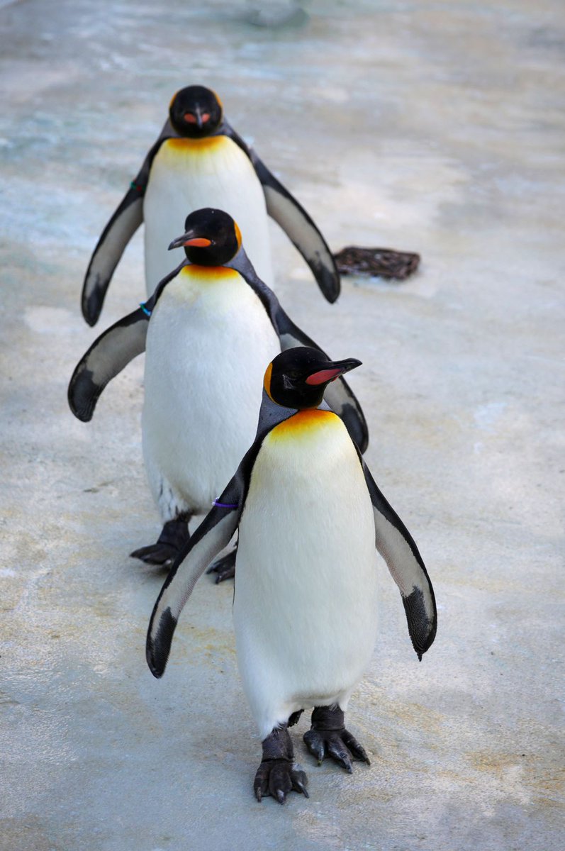 This World Penguin Day our colony of king, gentoo and Northern rockhopper penguins are the focus of a ✨special✨ episode of @HowManyGeesePod 💛 Listen to Senior Keeper Michael and Dr Heather Ritchie-Parker here 👉 linktr.ee/howmanygeese