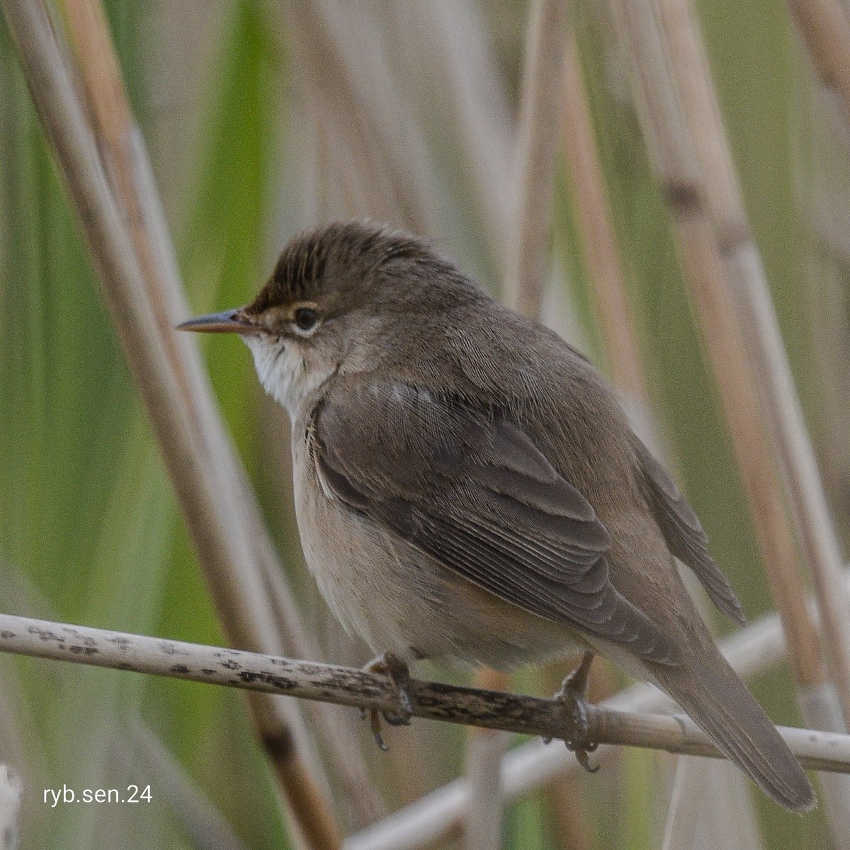 #Grimley 
#Worcestershire 
Reed Warbler on a dull day.