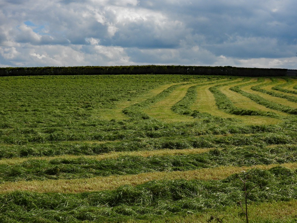 1/2 Death by Silage. This meadow is next to my garden. Last autumn it was cultivated & sown with silage Rye grass - no more wild flowers. In May 2 yrs ago, I found leverets there - that won't happen again. I understand the economic drivers for it but now it's a wildlife desert.