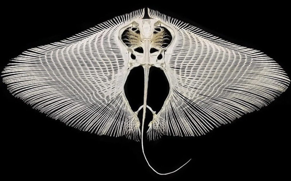 butterfly ray skeleton