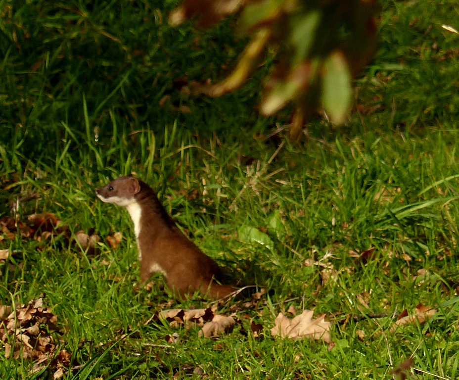 Burton Mere Wetlands is well known for its wide array of birds, but if you're lucky there's a chance of seeing the odd one or two furry friends when you visit, like enigmatic #WaterVoles or perhaps a stealthy #Stoat. #NationalMammalWeek 📸Lynne Greenstreet