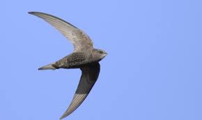 Do you live in Surry Heath? Is @michaelgove your MP? He is currently denying a home to thousands of birds - swifts who desperately need his help. Please write and ask him to mandate swift bricks on all new builds -all his conditions are met- he needs to know its important to you.