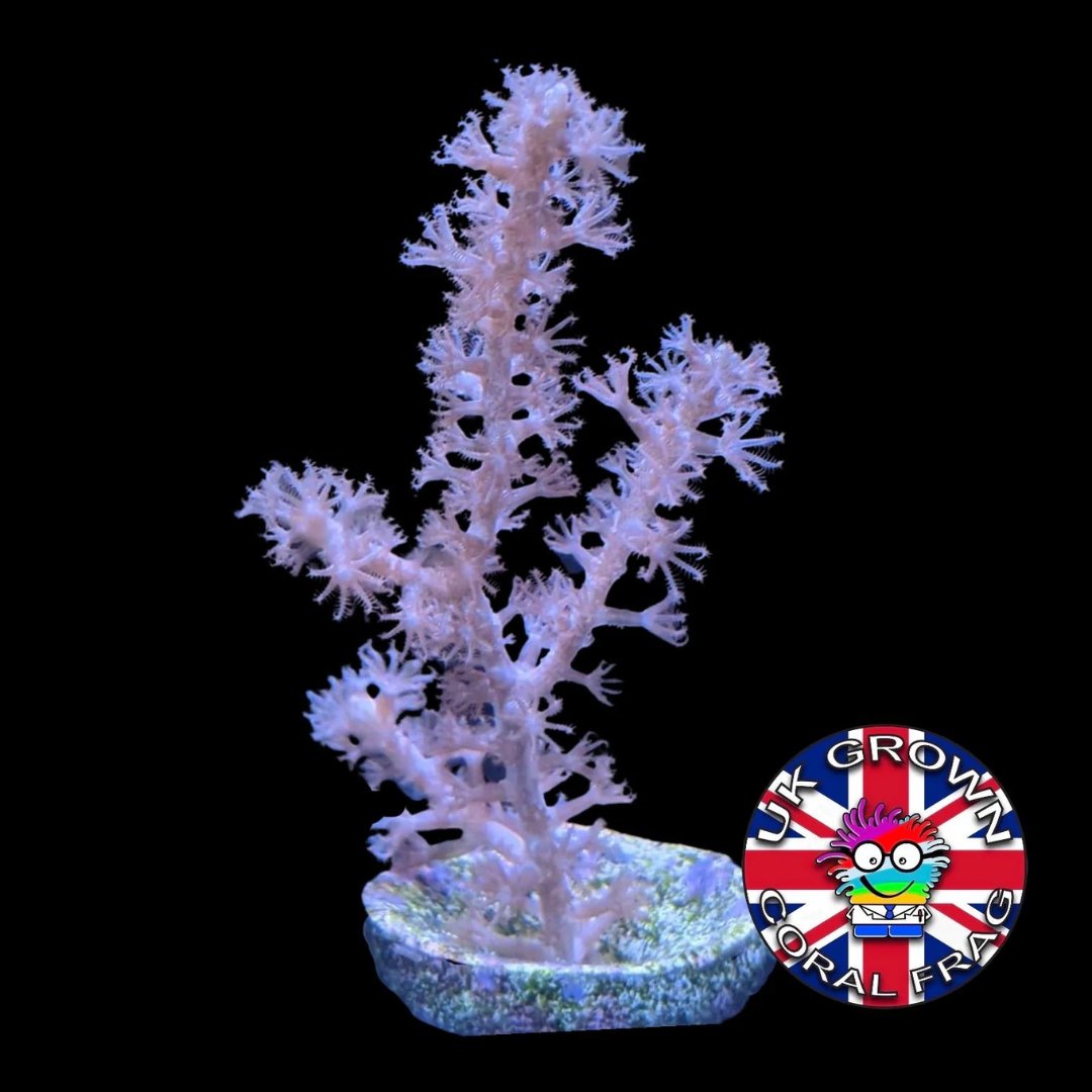 Why Buy UK Grown Coral Frags? They offer a lower carbon footprint! Each of our UK Grown frags requires less than 1kg of CO2 for shipping anywhere in the country. That's why we prioritise selling as many UK grown frags as possible - keep an eye out for the UK Grown logo!