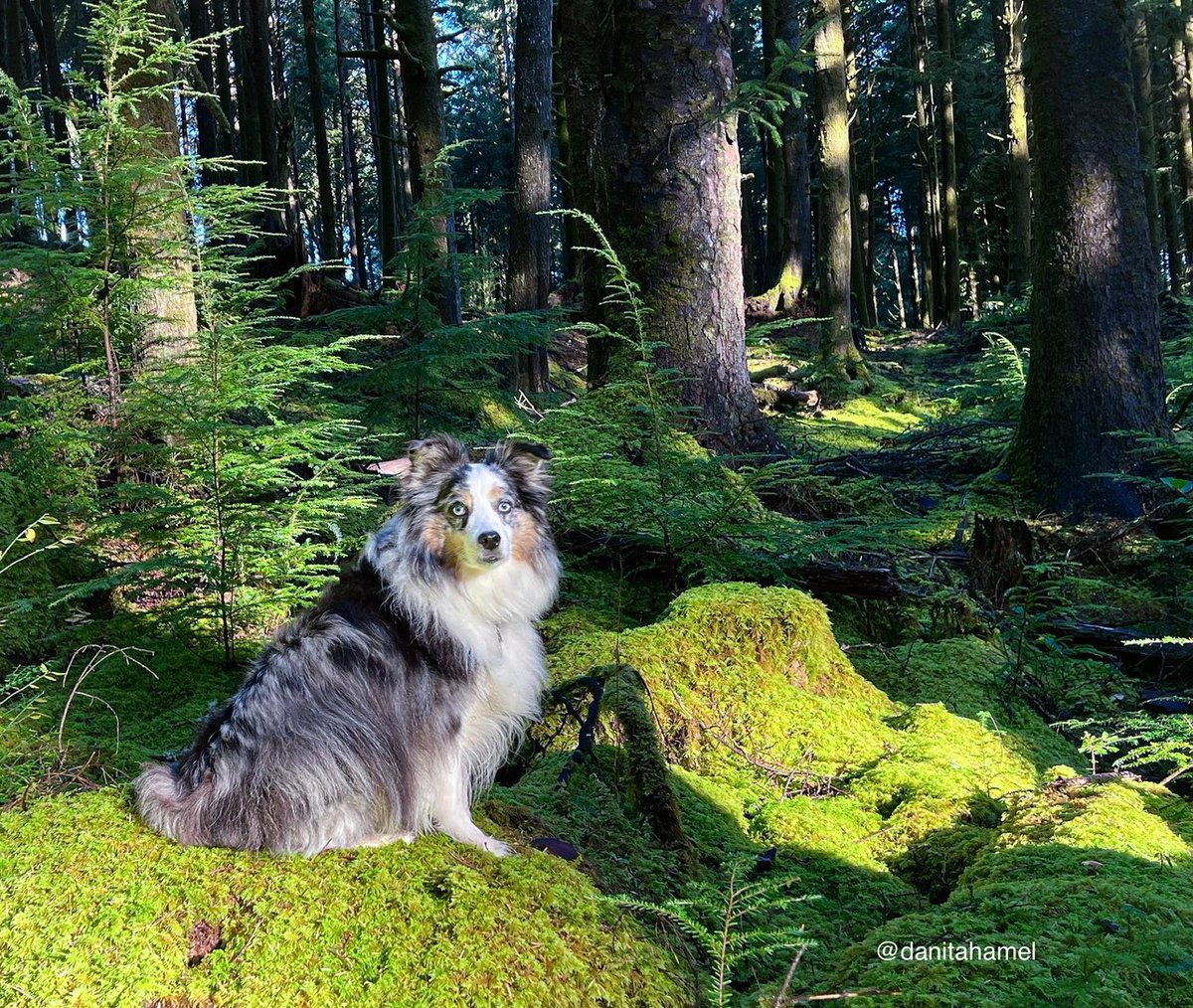 Happy Thursday and a beautiful morning all nature lovers and photography enthusiasts!👋🏻 QP a green and serene photo.💚 Here’s mine: Enjoying a stroll with Harlow through the Sitka spruce forest at the Oregon coast. #Green