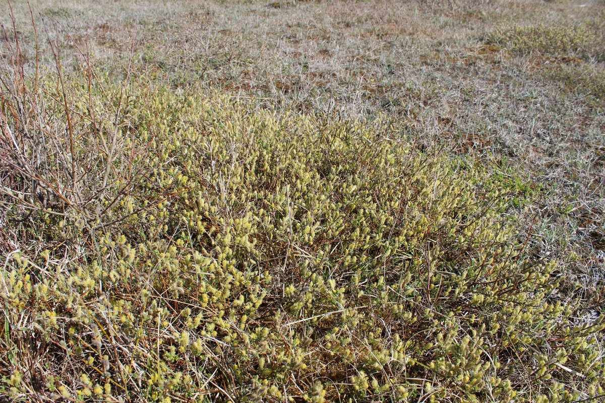 Some scarce hoverflies enjoying the Creeping Willow at  Sheskinmore, Co. Donegal recently: Cheilosia nebulosa and Cheilosia psilophthalma. The latter only has four Irish records, mostly from unimproved grassland where the larvae develop in Mouse-ear Hawkweed.