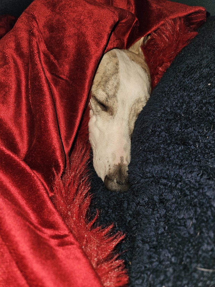 This is how I've spent my day seeing as it's cold and rainy and hailstones 😲🐾🐕💙😍 #whippet #dogsarefamily