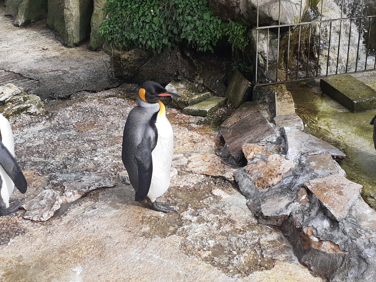 Happy #WorldPenguinDay! I loved meeting @SpikeKingPeng and his friends at @Birdland_ last month. 🐧 🐧 🐧