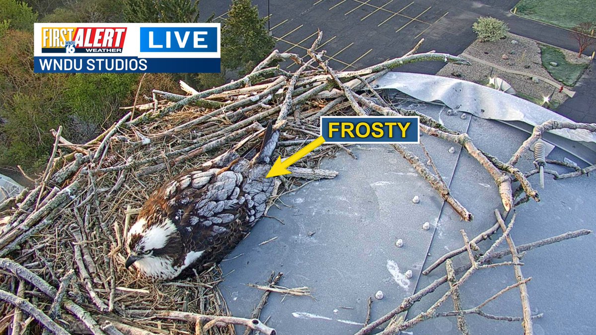 Mom is trying to keep the two osprey eggs warm on this COLD Thursday morning.

👉 We warm to near 60F Thursday afternoon!

#INwx #MIwx #FirstAlert