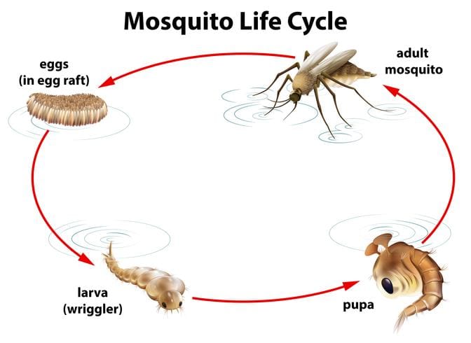 सोलापुर महानगरपालिका, सोलापुर २५ एप्रिल हा दिवस 'जागतिक हिवताप दिन' म्हणून जगभरामध्ये प्रती वर्षी साजरा केला जातो. 'मलेरिया विरुद्ध जगाच्या संरक्षणासाठी, गतिमान करू या लढा मलेरियाला हरविण्यासाठी!' असे आहे.