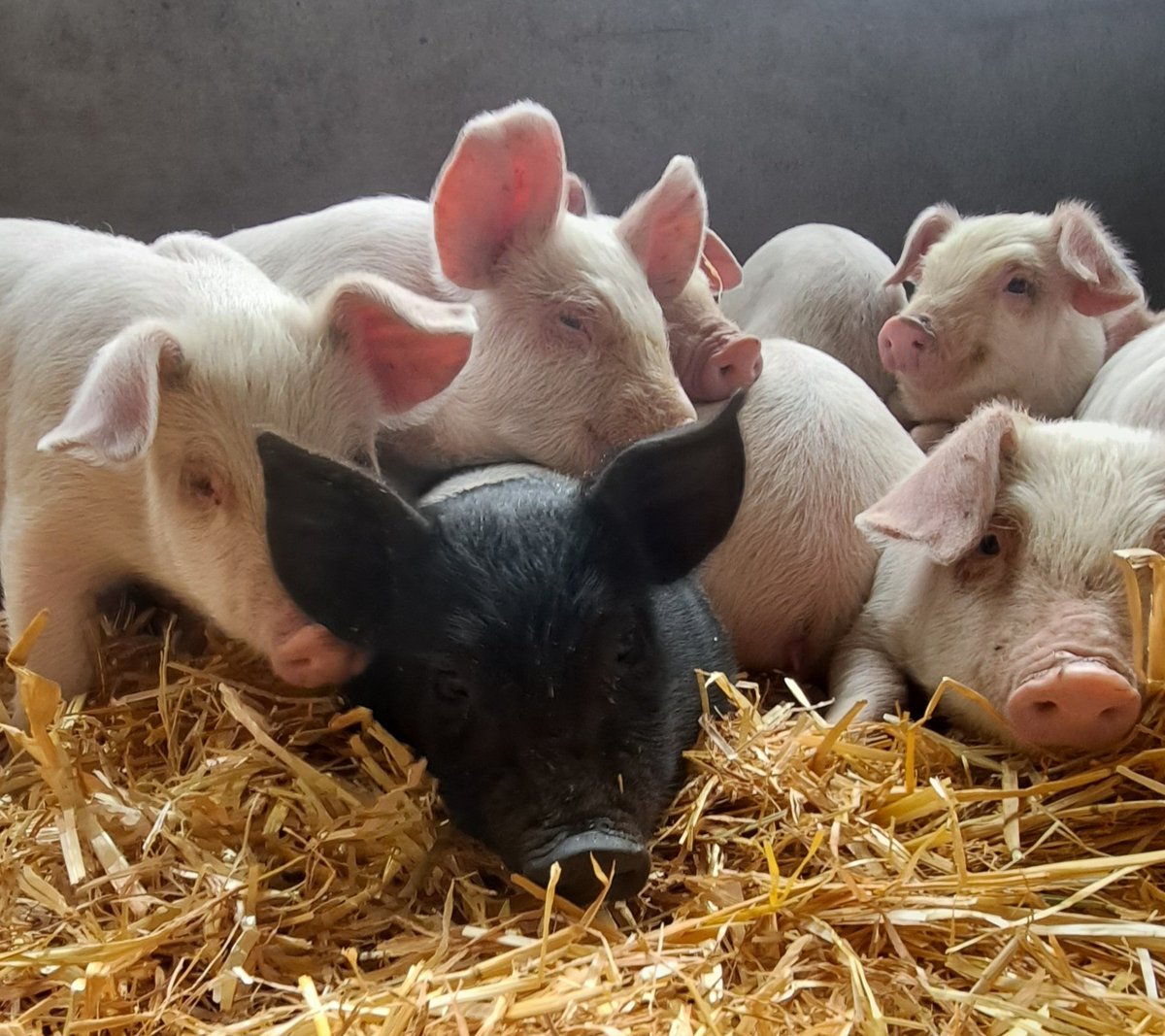 david hillier tweet media