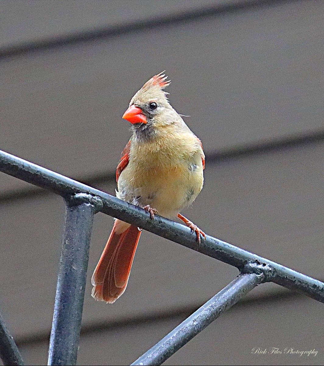 Good Morning Mrs. C… #Cardinals #Birds #Birding #Wildlife #Nature #TwitterNatureCommunity #BirdPhotography #Photography