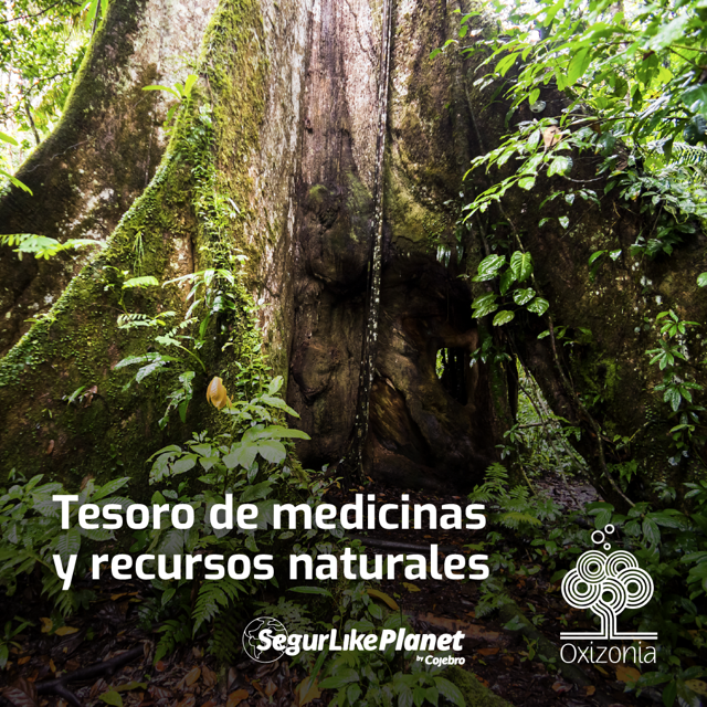 DesignBags_'s tweet photo. ¡Cuidemos el pulmón verde del planeta! 🌿
La pérdida de biodiversidad y degradación del ecosistema amenazan la extinción de plantas y animales con propiedades medicinales, además de la escasez de recursos esenciales.
📢 Sigue de cerca la andadura de @oxizonia con nosotros. https://t.co/0zujdCzA9m