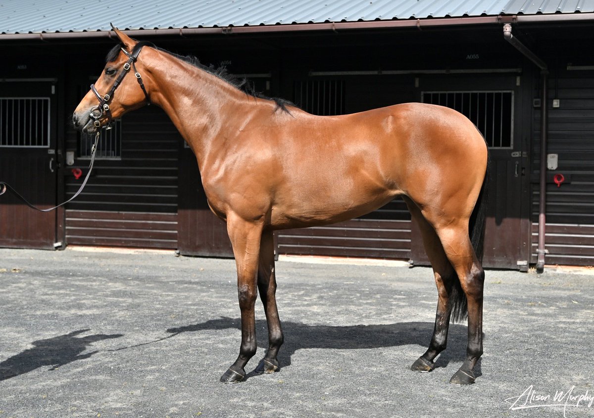 Beautiful daughter of champion Pinatubo @DarleyEurope was purchased @BrzUps @GoffsUK from @MayfieldStable2 is heading to @MarcoBotti Good luck to her new connections #NewApproachBloodstock