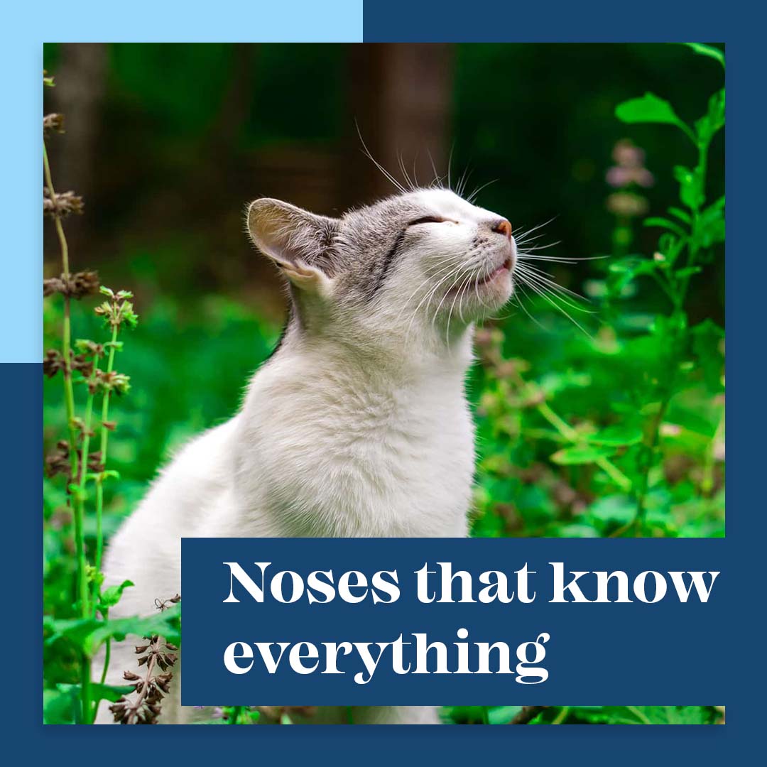 Fact: A cat's sense of smell is about 14 times stronger than that of humans!

#CatFacts #DidYouKnow #CatSense #FunFacts #CatsOfInstagram #CatLovers #PetFacts #AnimalFacts #FunFactFriday #CatLife #FelineFacts #PetLove #CatsRule #CatOwners #InterestingFacts #Pawsandpaws