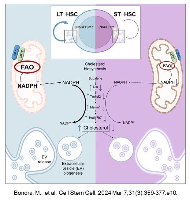 In a study supported by #PSON, @The_Ito_Lab @Einstein_SCI et al. found that a mitochondrial NADPH-cholesterol signaling axis regulates the generation of #ExtracellularVesicles to support hematopoietic #StemCell fate @CellStemCell sciencedirect.com/science/articl….