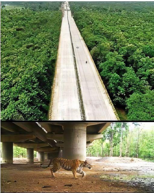 En Inde, Bharat, une autoroute surélevée de 16 km de long est en cours de construction pour que la faune puisse passer en dessous.