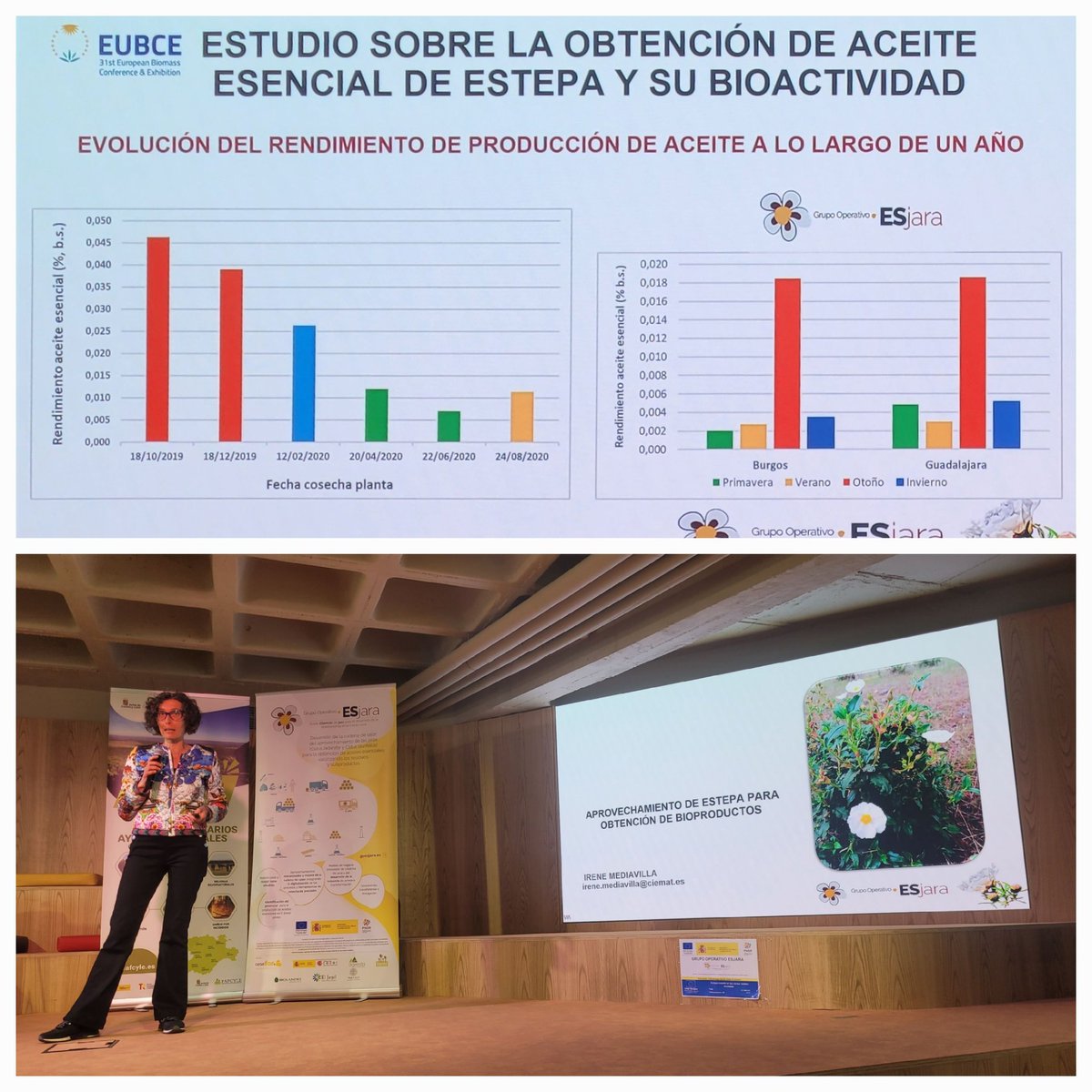 Irene Mediavilla @CederCiemat presentandon los primeros resultados de rendimientos de aceite esencial en de Guadalajara y Burgos @Goesjara. Los mayores rendimientos se dan en otoño a lo largo del año (en naranja) siendo rendimientos bastante menores que los de la jara pringosa.