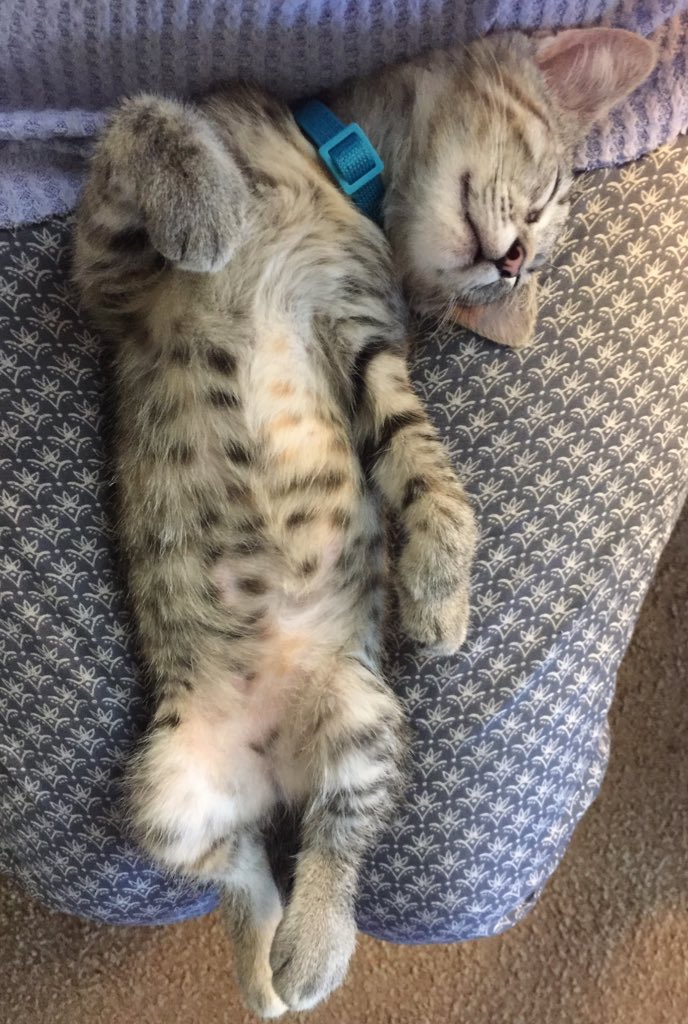 A baby me on mom’s lap! Happy #ThrowbackThursday 
#CatsOfX #CatsOfTwitter #TabbyTroop #thursdayvibes