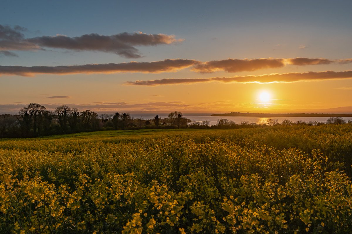 Field of Gold @angie_weather @barrabest @WeatherCee @Louise_utv @WeatherAisling @AntrimLens @bbcniweather @bbcweather @CamlakeCanvas @LoveBallymena