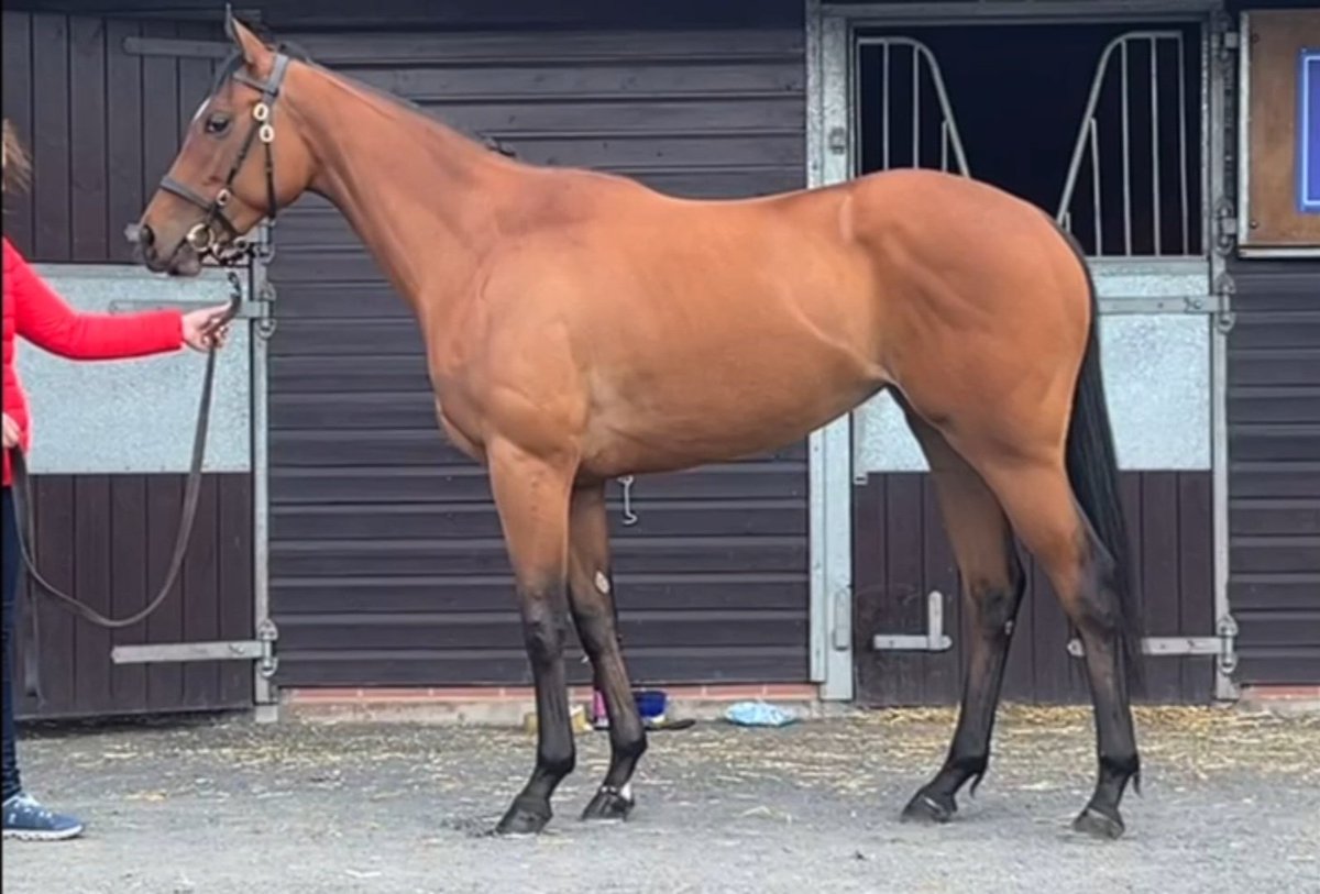ajay_anne's tweet photo. Athletic and precocious looking daughter of Showcasing @WhitsburyManor purchased @BrzUps @GoffsUK is heading to Italy 🇮🇹 

All the best to her new connections!
#NewApproachBloodstock https://t.co/bxV3E7SZyI