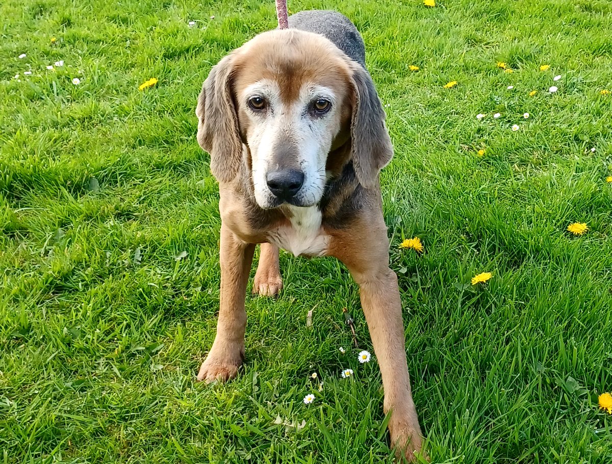 The Belle of the (tennis) ball 💙 Belle would like a place to potter around with others and just enjoy her golden days. Belle is great with people, and walks well on the lead. She is incredibly sweet and deserves a happy retirement. 🐶: ispca.ie/rehoming/detai…