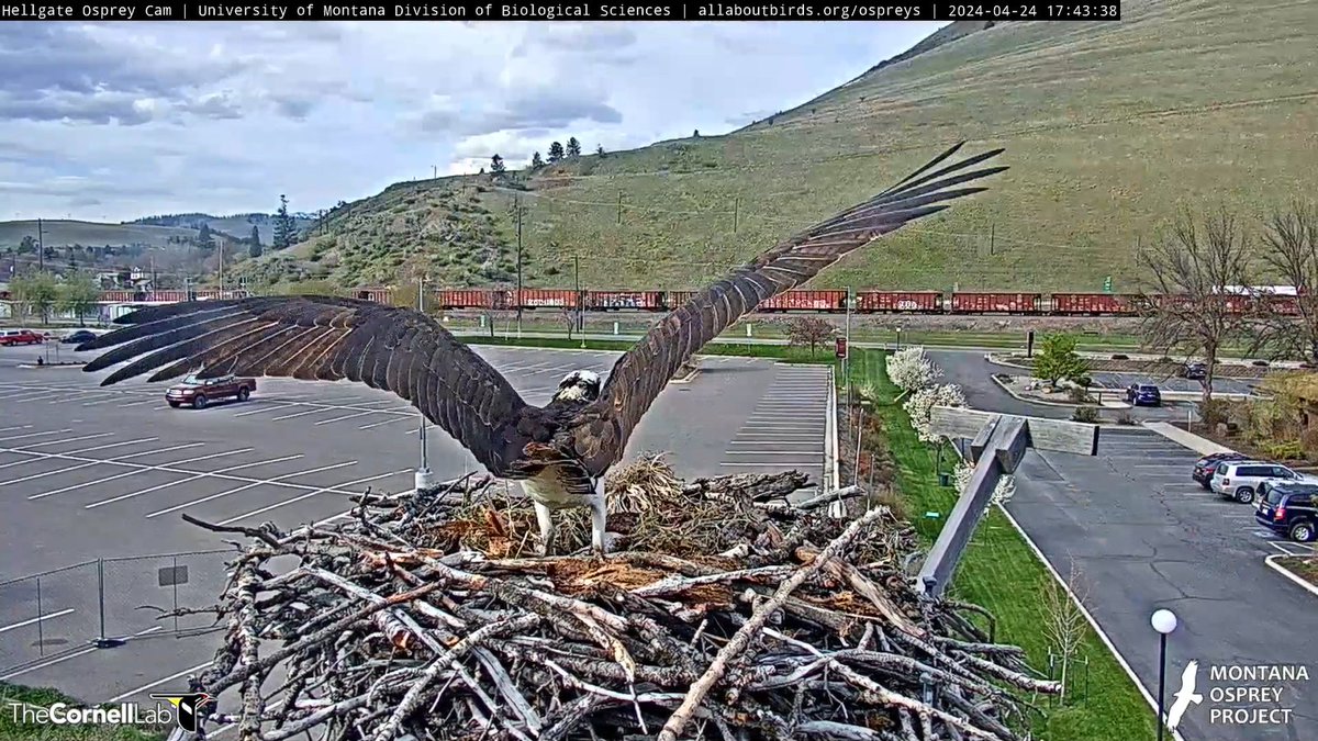 4/25 Good Morning #CHOWS! Greet the new day with joy.  
What will today hold for our Queen?  Stay tuned!
#ProjectNewMate
#BeAnIris
#HellgateOsprey