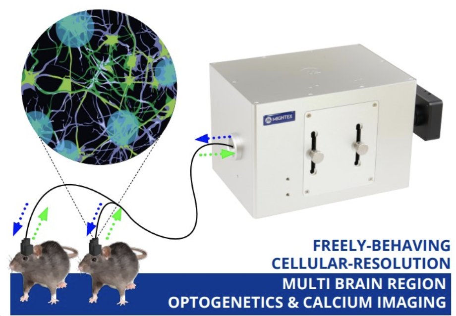 The @mightexsystems OASIS Implant is a ground-breaking platform for simultaneous cellular-resolution #optogenetics and #calciumimaging in freely-behaving animals to probe complex neuronal networks in the deep-brain, cortex, & multiple brain regions, or spinal cord. #neuroscience