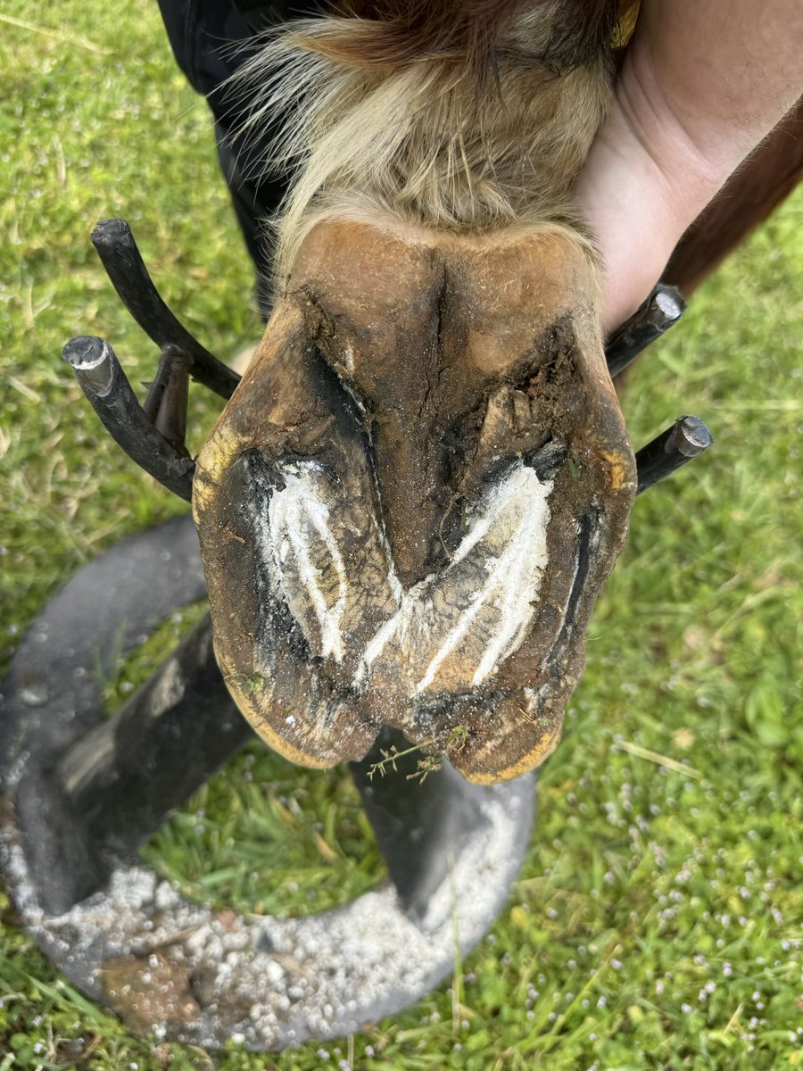 I probably should’ve turned down this client but this poor mare was so sweet. She is crippled with arthritis and likely has untreated PPID and hadn’t been trimmed in a year. I got the owner to agree to a 6wk trim schedule 🥲.
