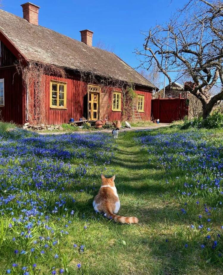 🐱🪻🌸I'm taking my kittens on a trip, too.🌸🪻🐱
#photographs #landscaping #kitten