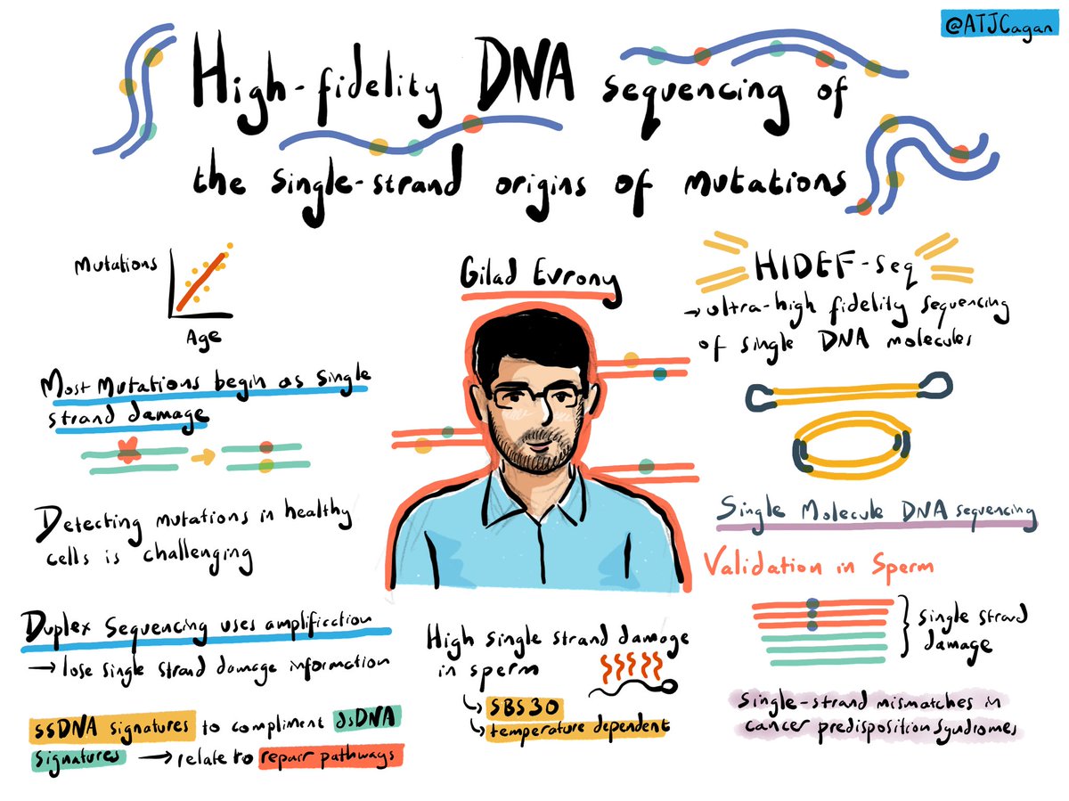 Talk by @giladevrony on high-fidelity DNA sequencing of the single-strand origins of mutations #MITS24