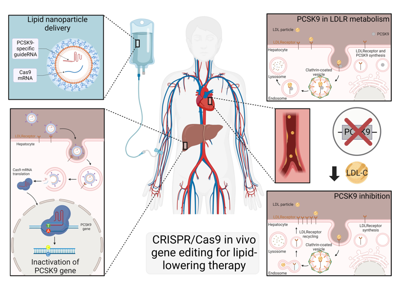 CLINICAL COMMENTARIES: First-in-human #gene editing for lipid lowering: the initial results

@SimonTualChalot & @K_Stellos explore interim data from the Heart-1 trial & what this means for the future of lipid-lowering therapy
academic.oup.com/cardiovascres/…

#CVD #CardiovascularResearch