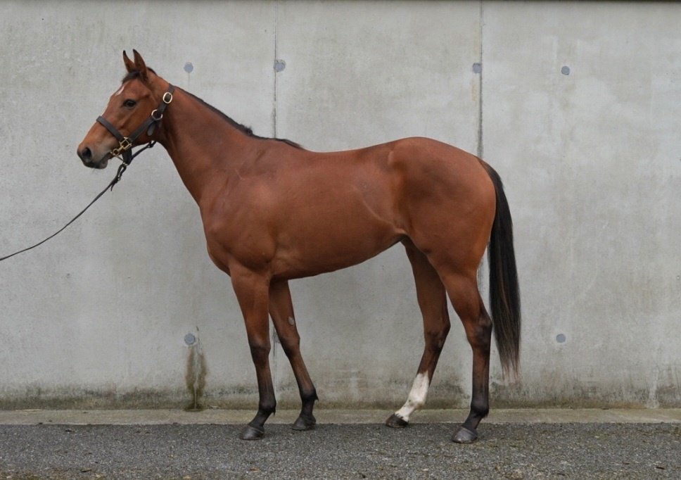 Very racy looking precocious daughter of Earthlight @DarleyEurope purchased @BrzUps @GoffsUK is heading to @MarcoBotti Shares available in this filly, feel free to contact Marco's office or drop me a line All the best to this beauty ❤️ #NewApproachBloodstock