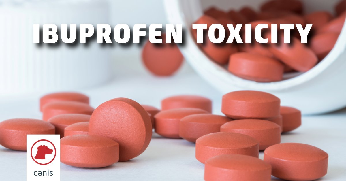 Ibuprofen toxicity is a common presentation for dogs at the emergency vets. 

Refresh your knowledge on the diagnosis and management of ibuprofen toxicity with this updated article from #vetlexiconcanis.

bit.ly/3W6YYGi