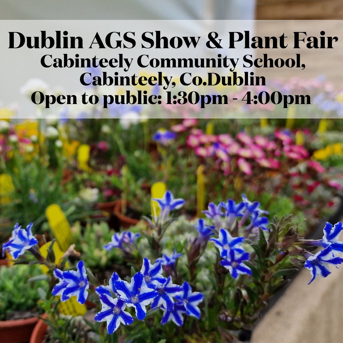 The AGS Dublin flower show and plant fair will take place on Saturday 27 April, 1.30pm - 4.00pm at Cabinteely Community School, Cabinteely, Co.Dublin. Come along and you will have the chance to see a good range of beautiful alpines grown by our members.