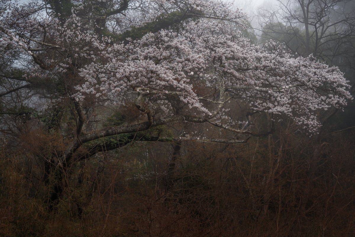 山に咲く桜