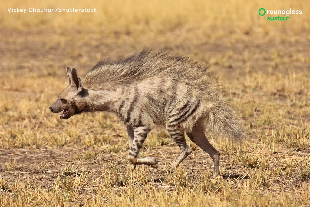 The #stripedhyena is neither evil or cunning, nor a solitary scavenger. What the intelligent mammal desperately needs is an image makeover. Manan Dhuldhoya busts some myths about this misunderstood predator. Read: l8r.it/BJhX Photo: Vickey Chauhan/Shutterstock