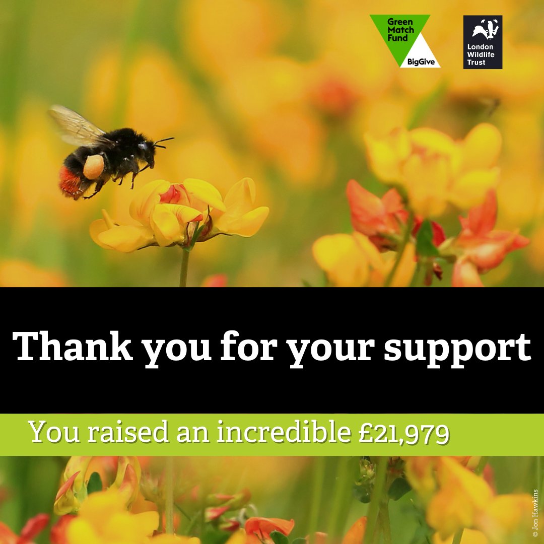 A huge thank you to everyone who supported our #GreenMatchFund campaign to restore London’s chalk downlands! Thanks to your incredible generosity, we exceeded our £20k target to help , restore and protect vital chalk downlands habitats in the city 💚 #Wildlife #ThankyouThursday